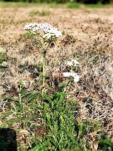 Quiz: Heilpflanzen – Für Sie gesehen in Langenthal