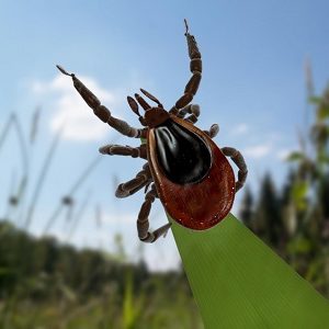 Gefahr durch Zecken – Der richtige Zeckenschutz
